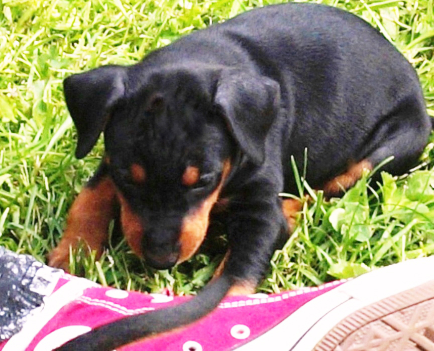 Pinscher * Xélanc Original Odessa
